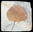 Fossil Leaf (Zizyphoides) - Montana #53295-1